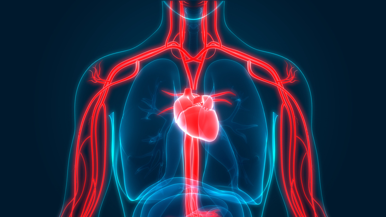 Cardiovascular diseases | Flemington NJ