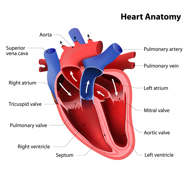 Heart: Anatomy and Function